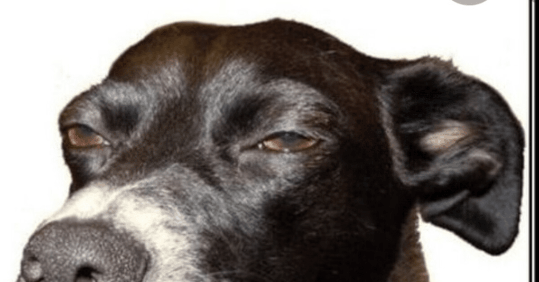 Как зарабатывать на Affhub Conf даже не покупая билет?